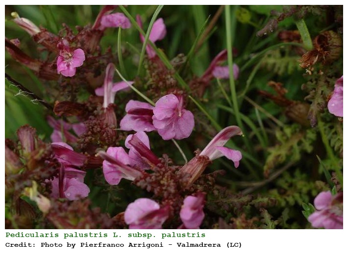 Pedicularis palustris L. subsp. palustris